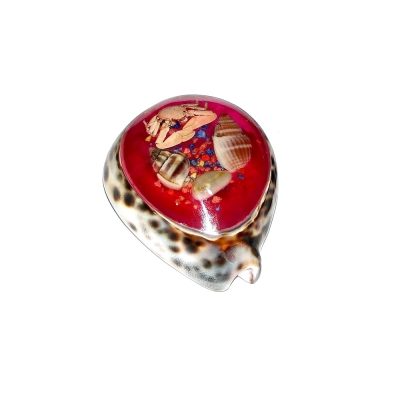 Concha de Tigre con Decoración (minimo 12und