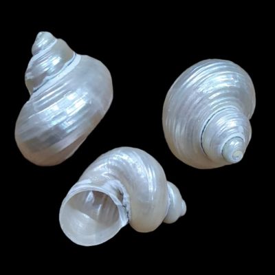 Concha caracol 4-5cm