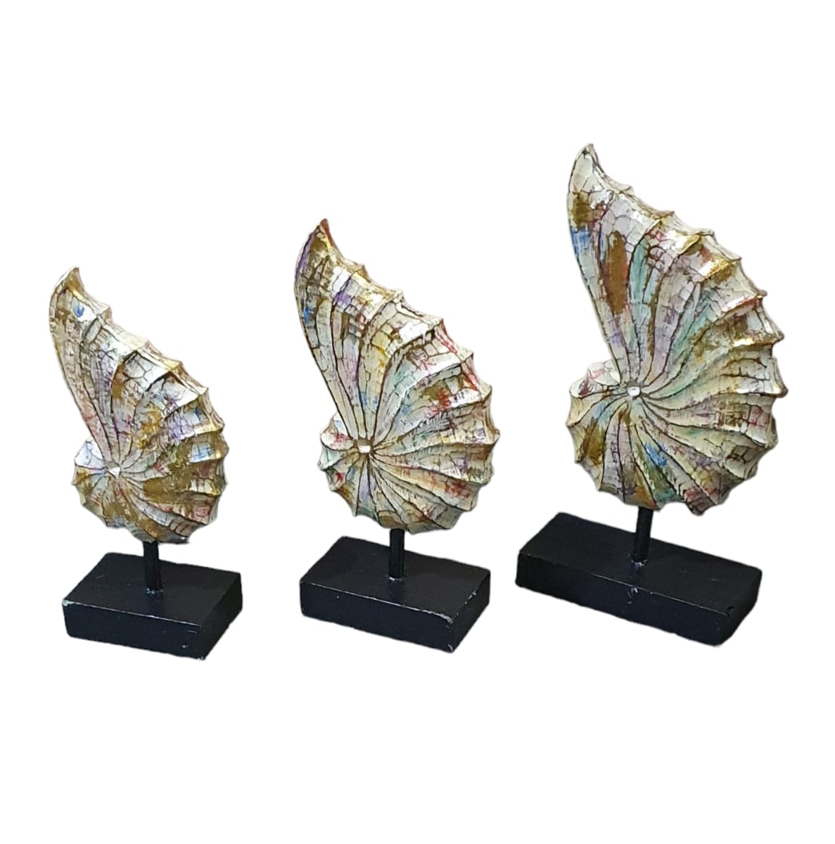Concha nautilus set 3 40-30-25cm