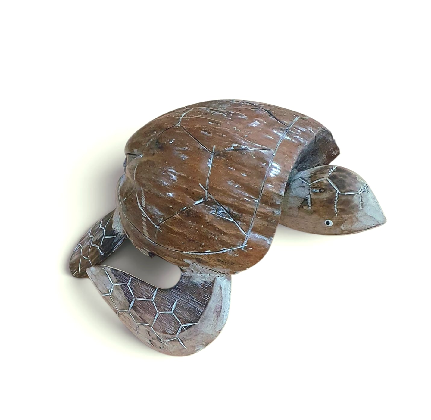 Tortuga coco grande